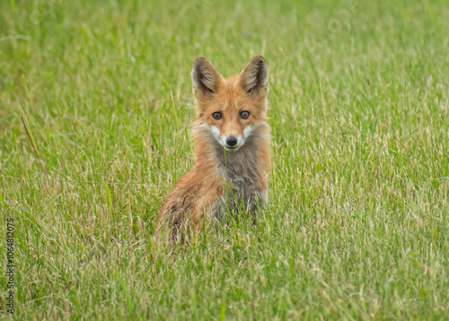 fox in the grass
