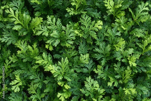 Closeup of Beautiful green christmas leaves of Thuja trees on green background. Thuja twig, Thuja occidentalis is an evergreen coniferous tree. Platycladus orientalis, with generative ai photo