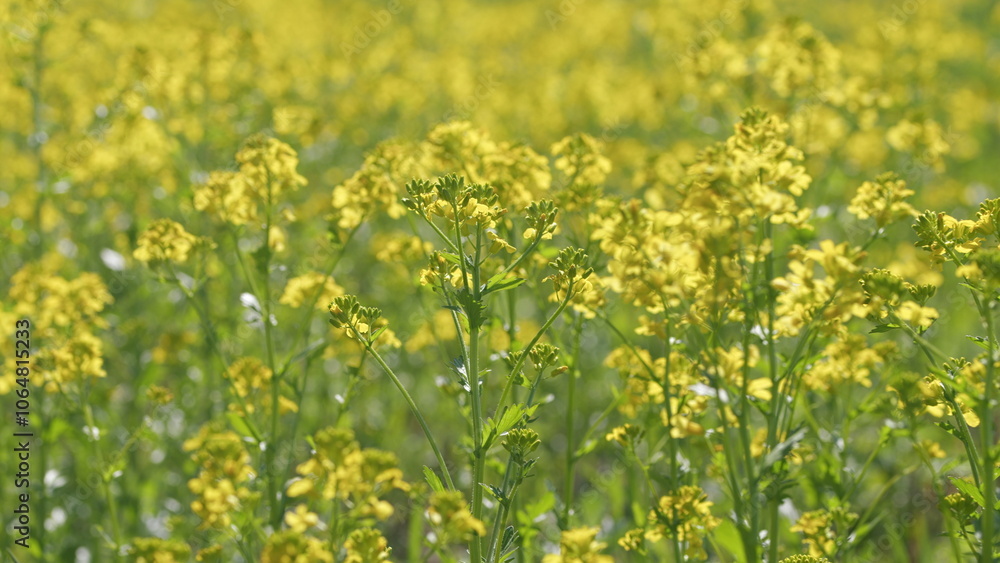 Obraz premium Blooming Field With Yellow Flowers. Field Yellow Colors A Lovely Summer Day. Large Yellow Field. Concept Of Nature And Flora.
