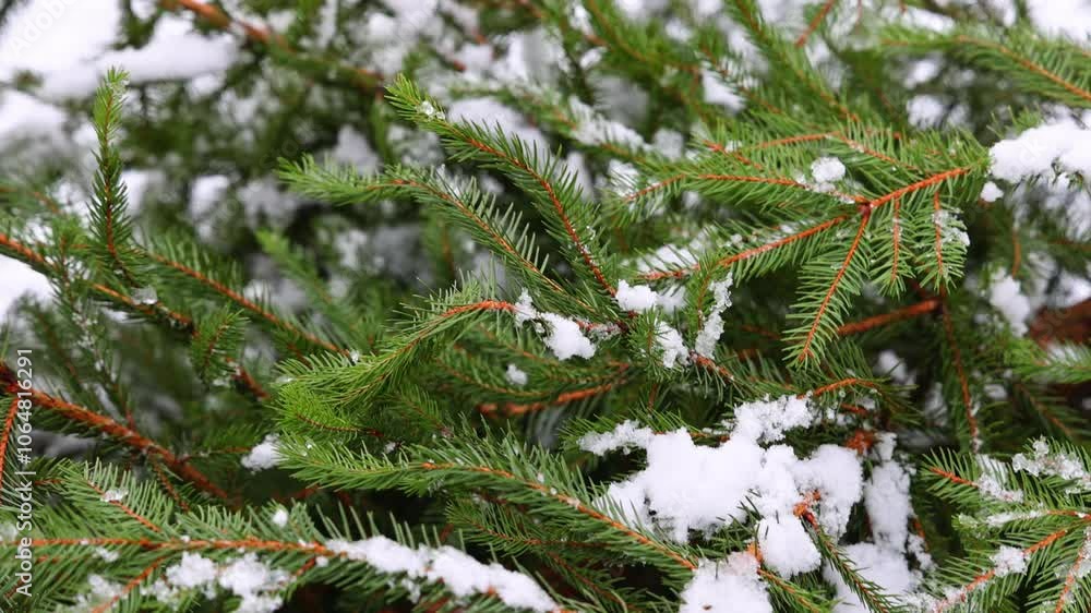 natural cut christmas fir tree outside on snow. gift box with red ribbon hidden, candy cane hanging from branch.someone carrying tree on ground.celebrate winter december holidays,happy new year. natural cut christmas fir tree outside on snow. gift box with red ribbon hidden, candy cane hanging from branch.someone carrying tree on ground.celebrate winter december holidays,happy new year.
