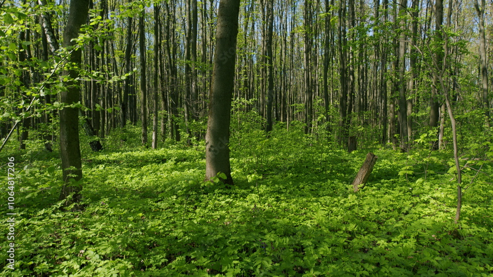 Fototapeta premium Beautiful Summer Morning In Forest. Moving In Spring Forest. Beautiful Sunny Morning In Green Forest. Green Trees In Forest.