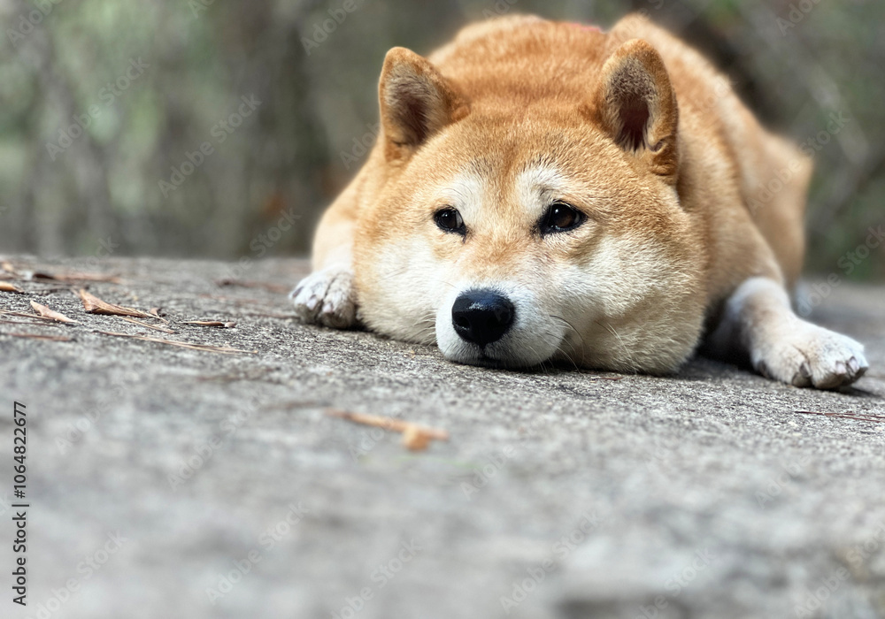 Shiba Inu puppy and his friend kitten Shiba Inu puppy and his friend kitten