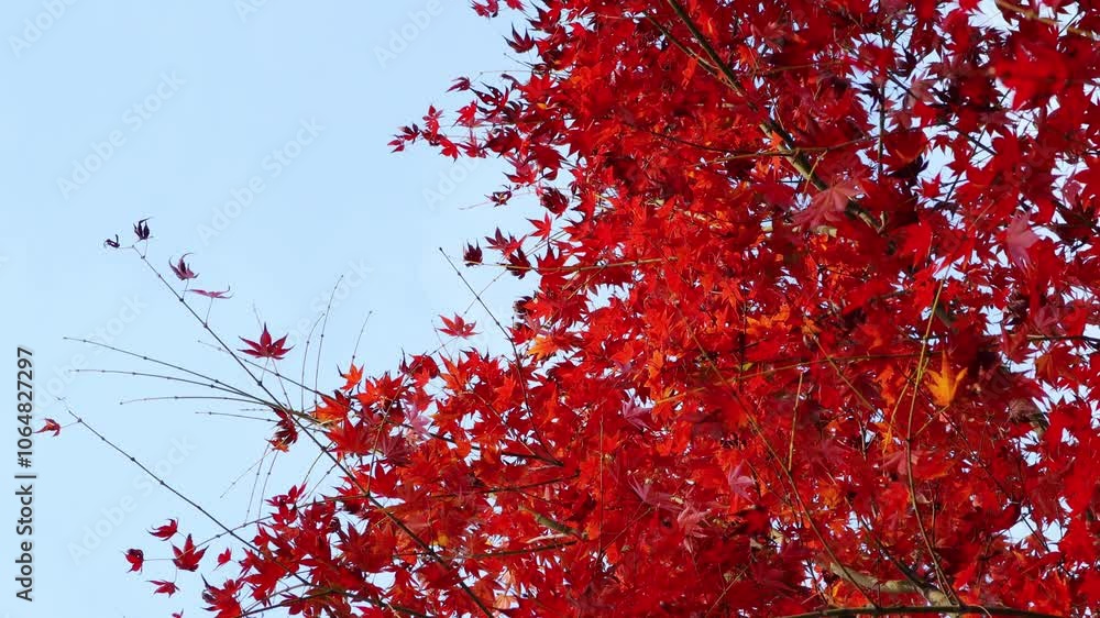 It is autumn, when the sky is blue and the maple leaves turn red.파란 하늘과 단풍잎이 붉게 물드는 가을입니다. It is autumn, when the sky is blue and the maple leaves turn red.파란 하늘과 단풍잎이 붉게 물드는 가을입니다.
