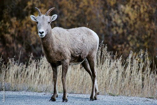 Bighorn Sheep Ewe in the Fall in Montana.