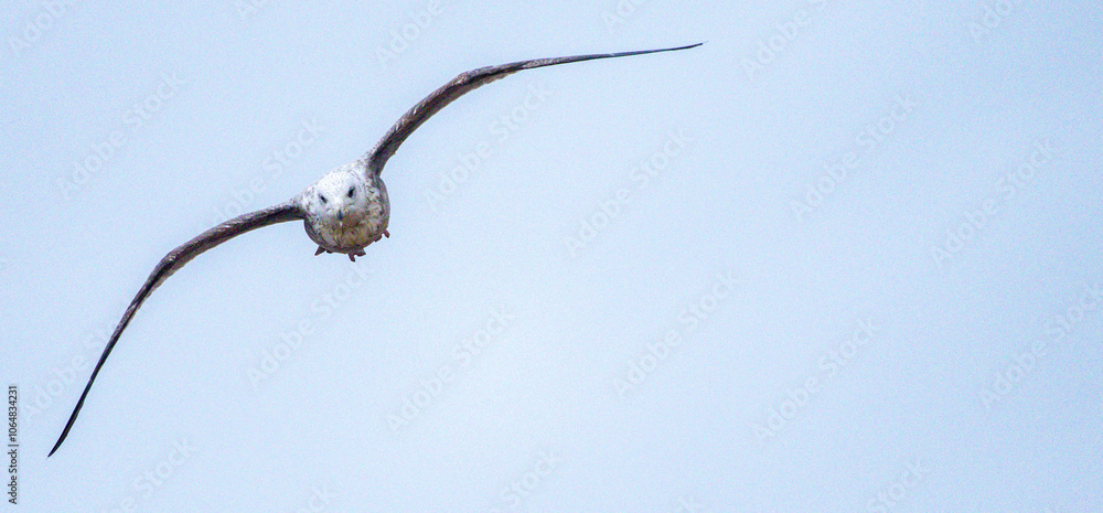 The Seagull Is A Large Bird Often Seen At The Seaside Trying To Steal Food Etc From People The Seagull Is A Large Bird Often Seen At The Seaside Trying To Steal Food Etc From People