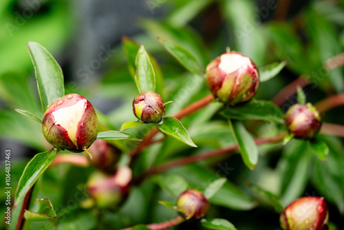 Die milchweiße Pfingstrose Paeonia lactiflora photo