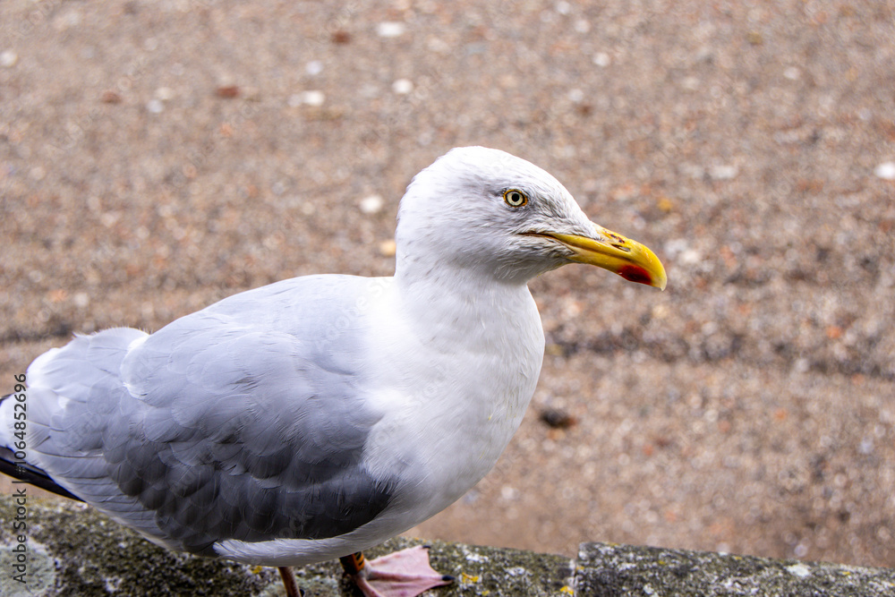 Obraz premium The Seagull Is A Large Bird Often Seen At The Seaside Trying To Steal Food Etc From People