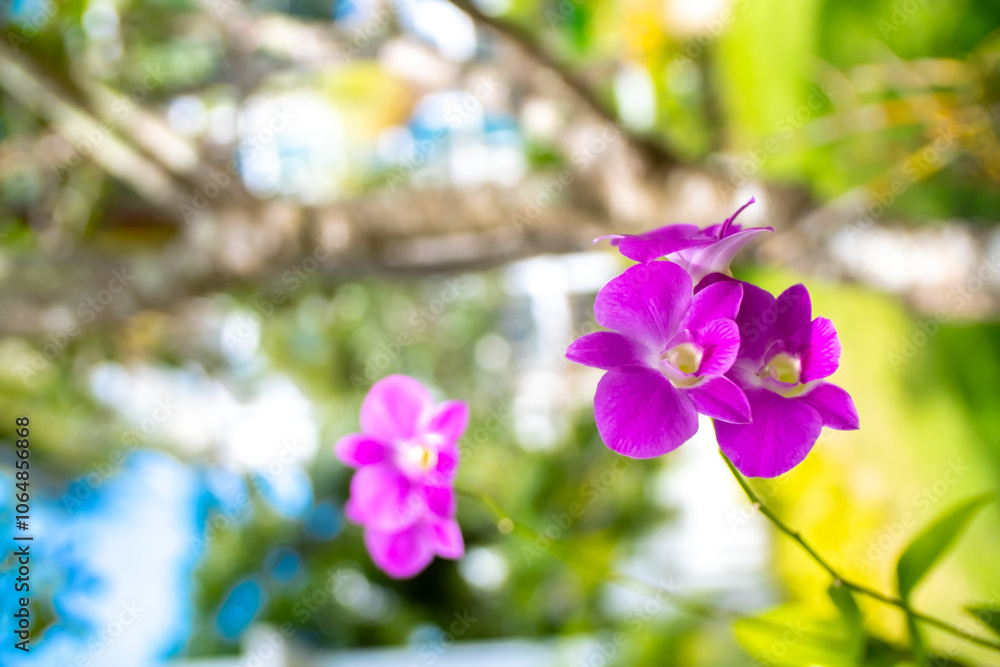 Flowers purple orchid close up on blurred nature background. Orchids blooming on the streets of Thailand. Tropical flowers close up with blurred background. Flowers purple orchid close up on blurred nature background. Orchids blooming on the streets of Thailand. Tropical flowers close up with blurred background.