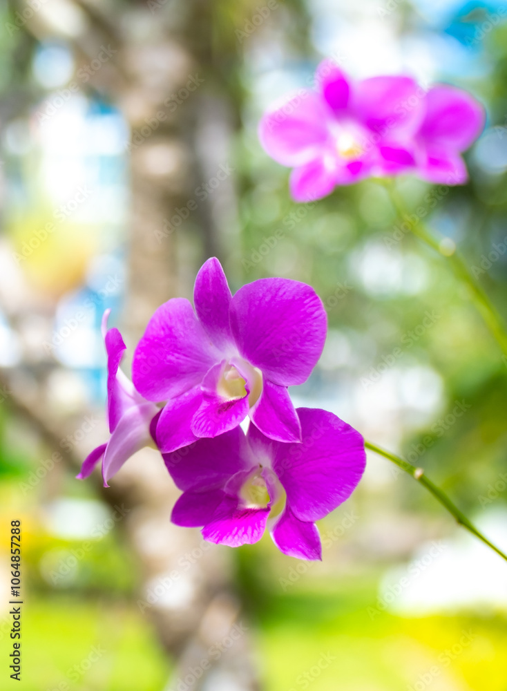Flowers purple orchid close up on blurred nature background. Orchids blooming on the streets of Thailand. Tropical flowers close up with blurred background. Flowers purple orchid close up on blurred nature background. Orchids blooming on the streets of Thailand. Tropical flowers close up with blurred background.