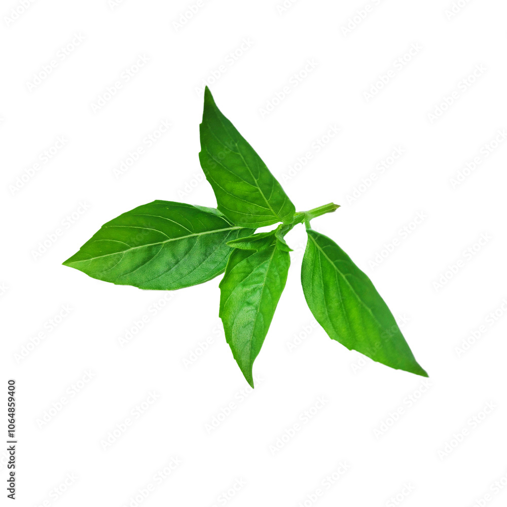 A bunch of fresh basil leaves isolated with clipping paths on white background for graphic design. A bunch of fresh basil leaves isolated with clipping paths on white background for graphic design.