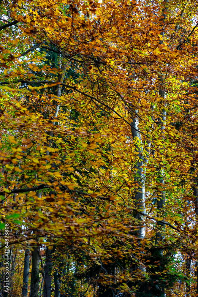Obraz premium View of trees covered with yellow leaves in an alpine forest