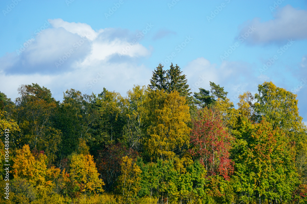 Scenic view of a forest during autumn Scenic view of a forest during autumn