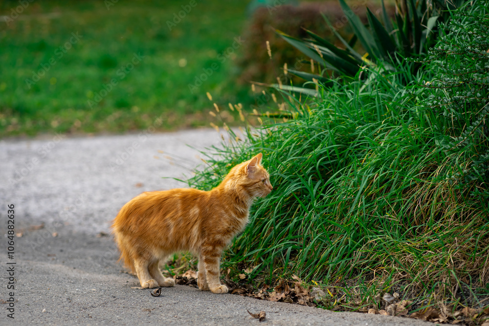Red kitten walks along the street alone Red kitten walks along the street alone