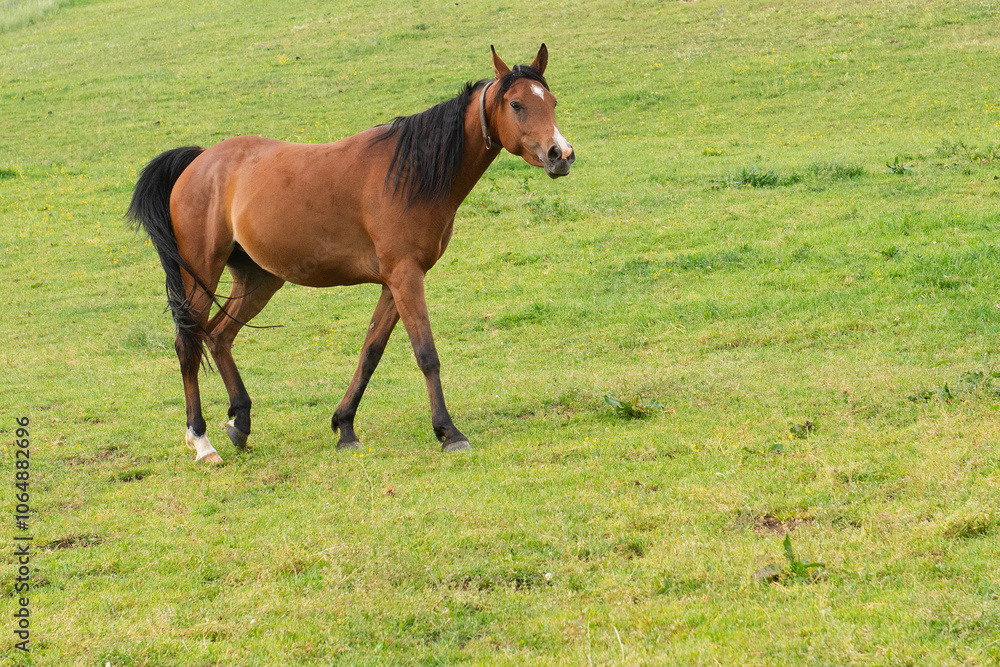 Arabisches Pferd auf der Weide Arabisches Pferd auf der Weide
