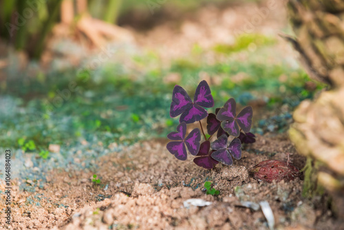 Oxalis triangularis sprouts found in a botanical garden. false shamrock photo