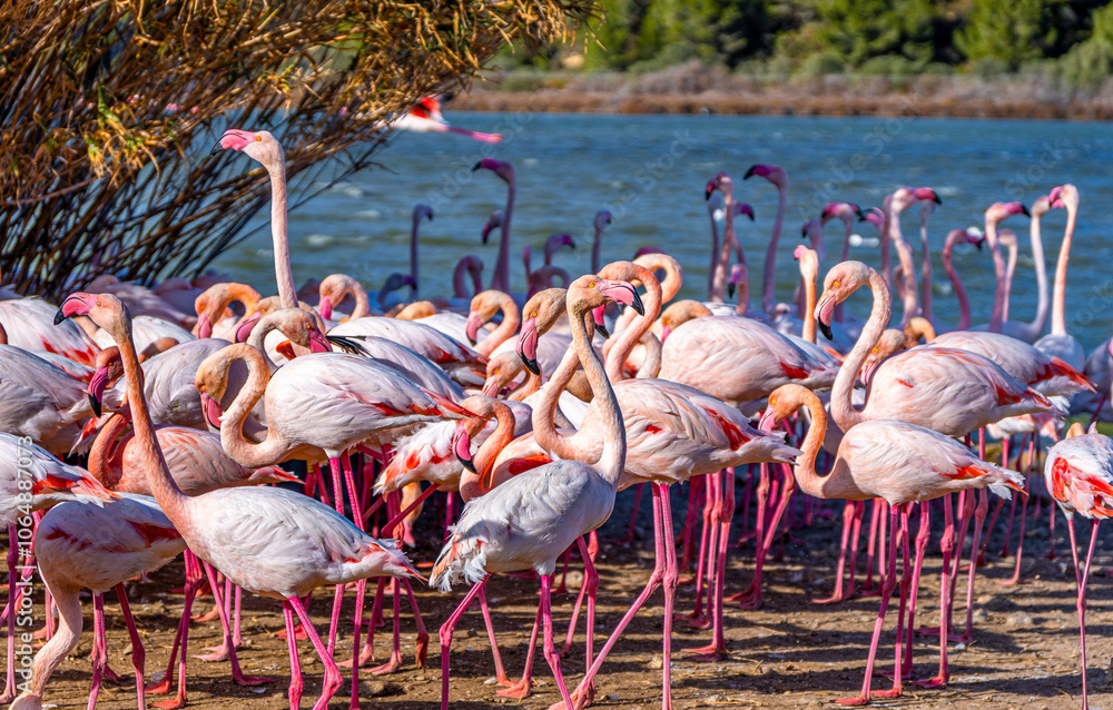 Naklejka premium Pink flamingos resting on the bank of a river illuminated by the sunlight.