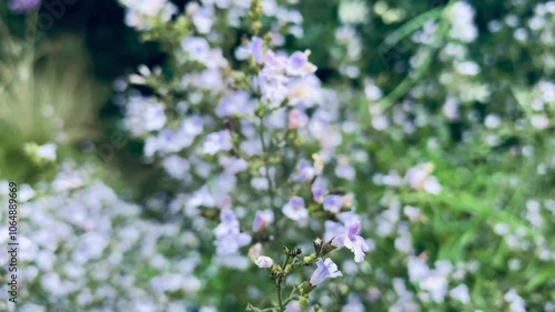 Wallpaper Mural flowers in the meadow Torontodigital.ca