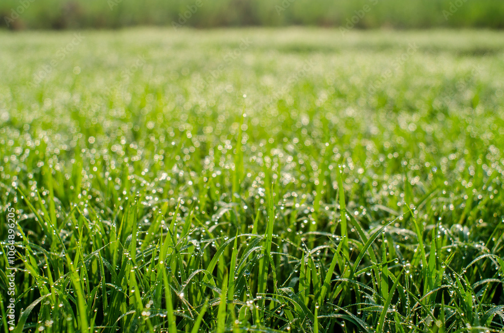 dew on grass dew on grass