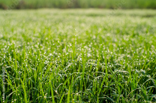 dew on grass