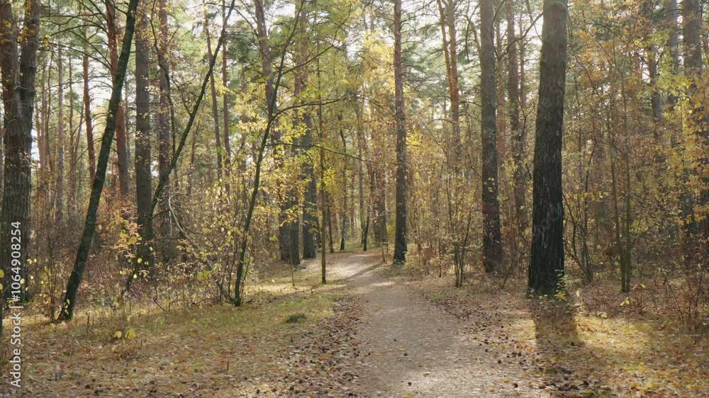 A peaceful autumn walk along a winding forest path surrounded by golden foliage and the gentle embrace of sunlight A peaceful autumn walk along a winding forest path surrounded by golden foliage and the gentle embrace of sunlight