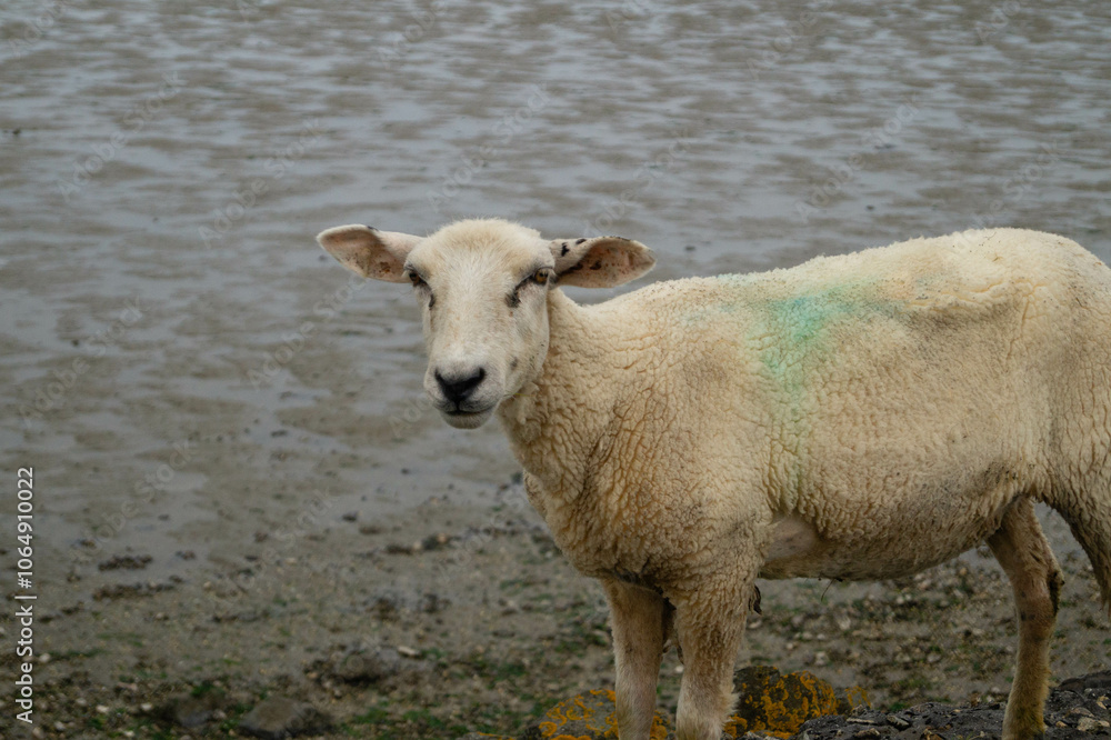grasende Schafe Ovis gmelini aries auf dem Deich von Neuharlingersiel grasende Schafe Ovis gmelini aries auf dem Deich von Neuharlingersiel