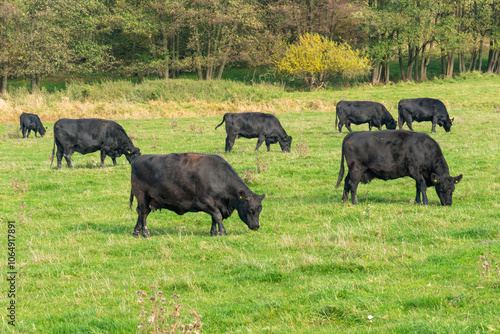 A herd of black cattle on green outdoor pasture