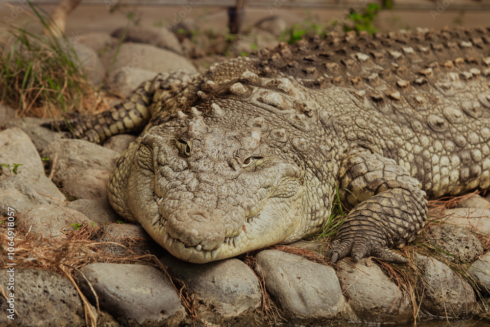 Obraz premium A large crocodile resting on rocky terrain during daylight hours in a natural habitat