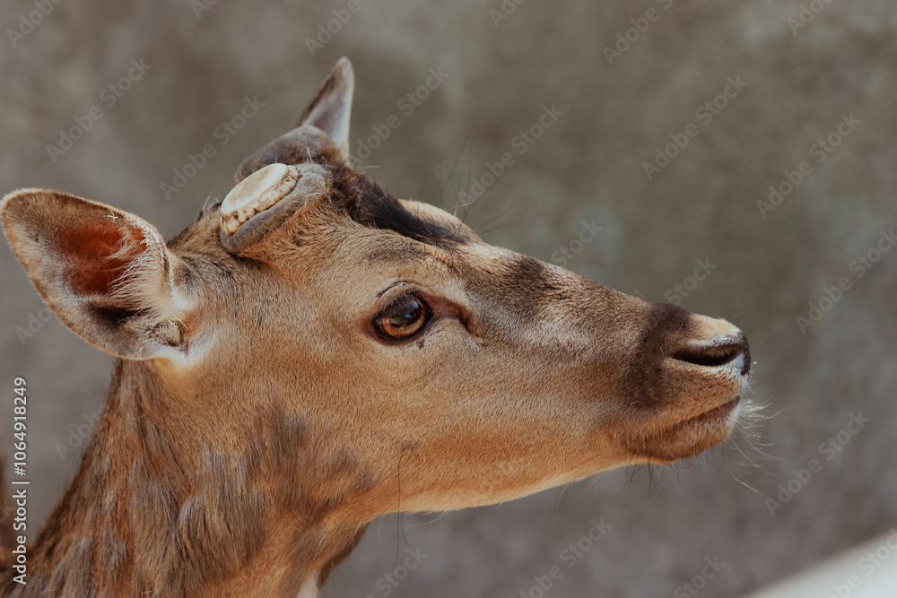 Naklejka premium Close up view of a young deer showcasing its curious expression in natural habitat
