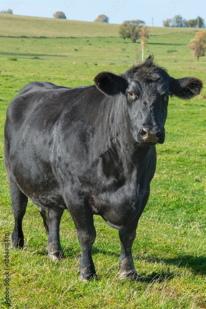 Single black meat cattle grazing on pasture Single black meat cattle grazing on pasture