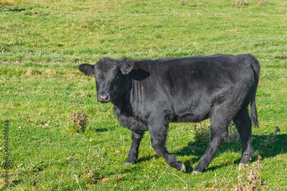 Single black meat cattle grazing on pasture Single black meat cattle grazing on pasture