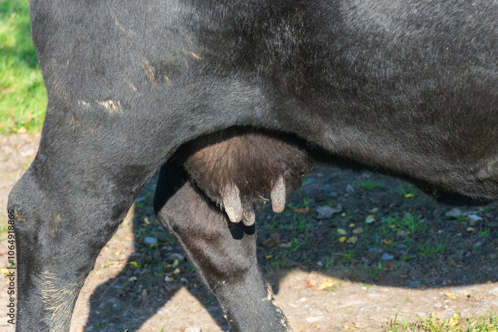 close-up udder of black Angus cattle on pasture