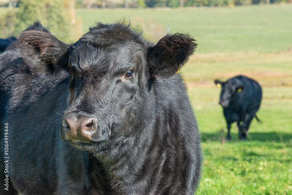 Fototapeta premium Potrait of black cow on pasture