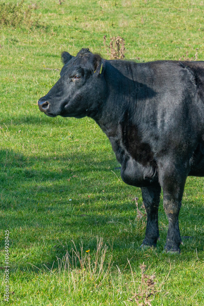 Potrait of black cow on pasture