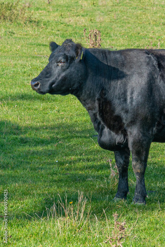 Obraz na płótnie Potrait of black cow on pasture w salonie