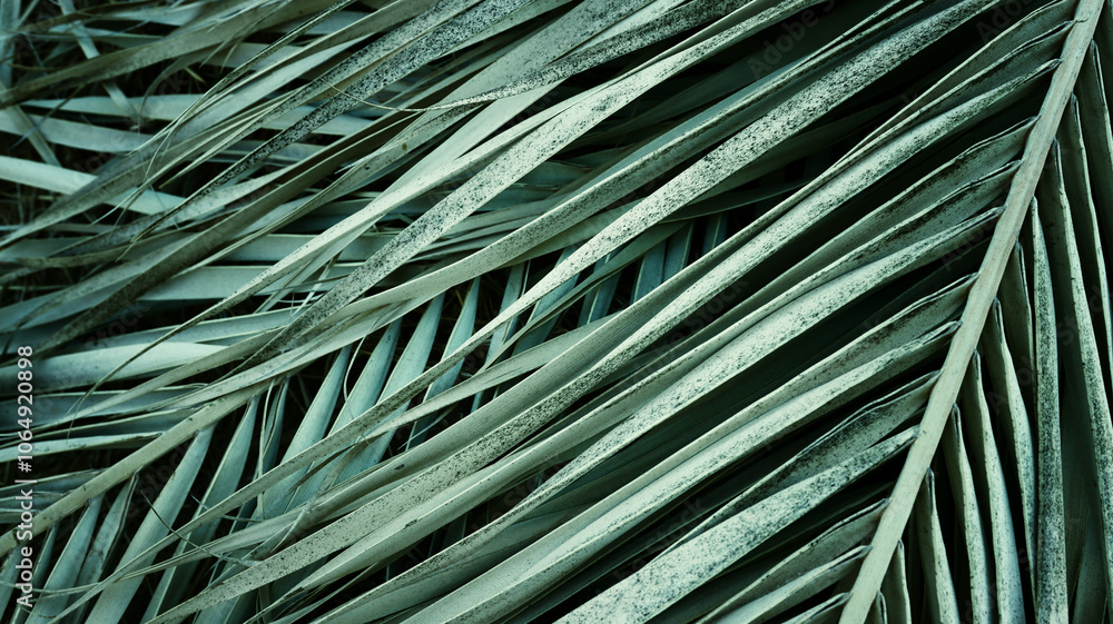 Fototapeta premium Top view image of palm tree leaves pattern