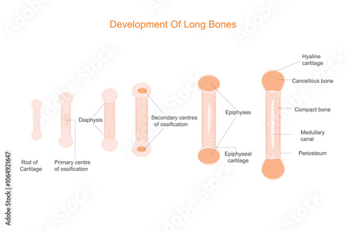 Key Stages of Bone Development.Ossification, Calcification, and Remodeling Process.