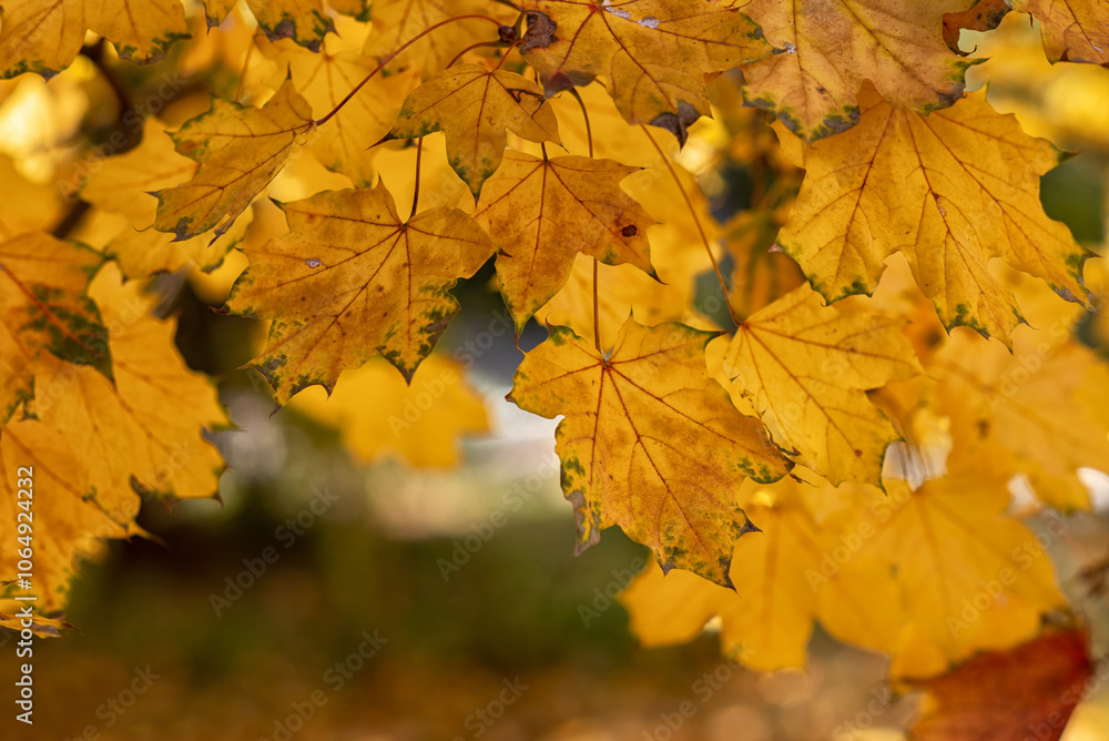 Fototapeta premium Autumn yellow trees with yellowed leaves fallen to the ground in the park in the morning and afternoon.