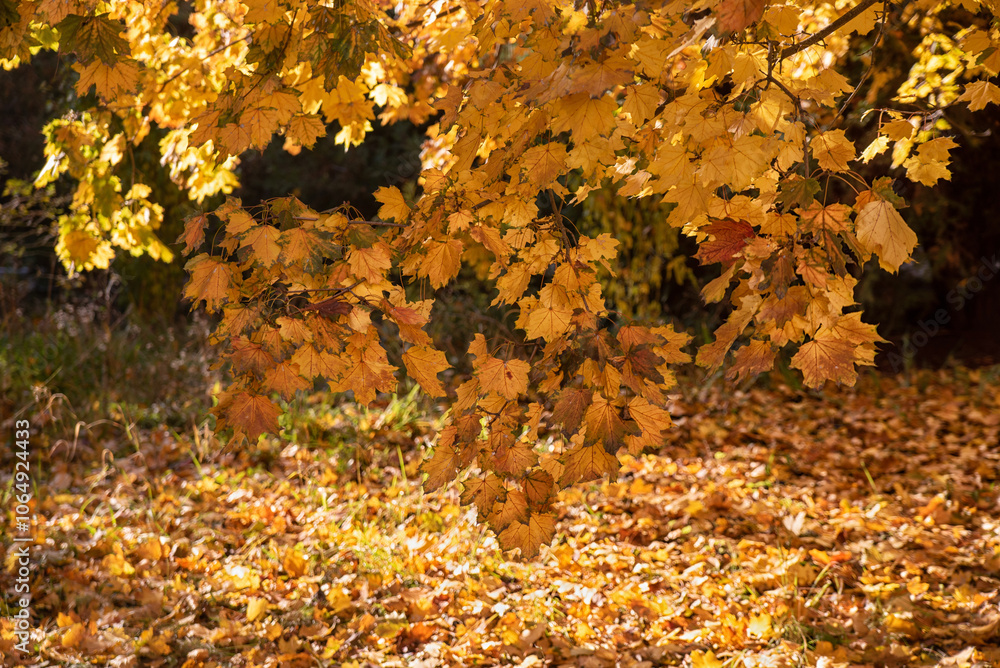 Autumn yellow trees with yellowed leaves fallen to the ground in the park in the morning and afternoon. Autumn yellow trees with yellowed leaves fallen to the ground in the park in the morning and afternoon.