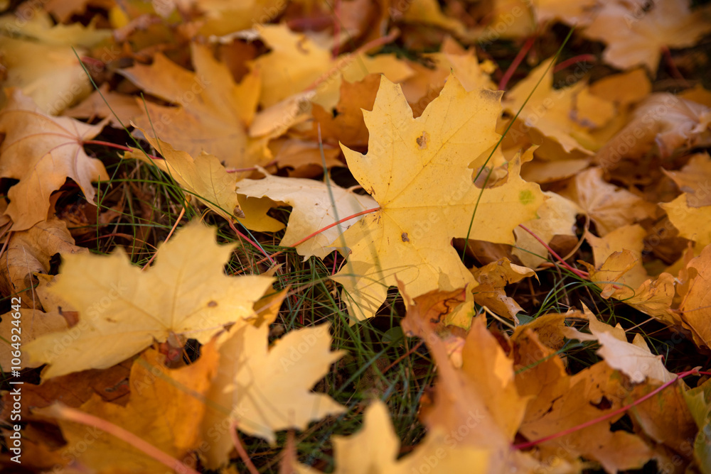 Autumn yellow trees with yellowed leaves fallen to the ground in the park in the morning and afternoon. Autumn yellow trees with yellowed leaves fallen to the ground in the park in the morning and afternoon.