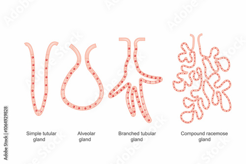 Structure and Function of Tubular Alveolar, Branched, and Compound Racemose Glands