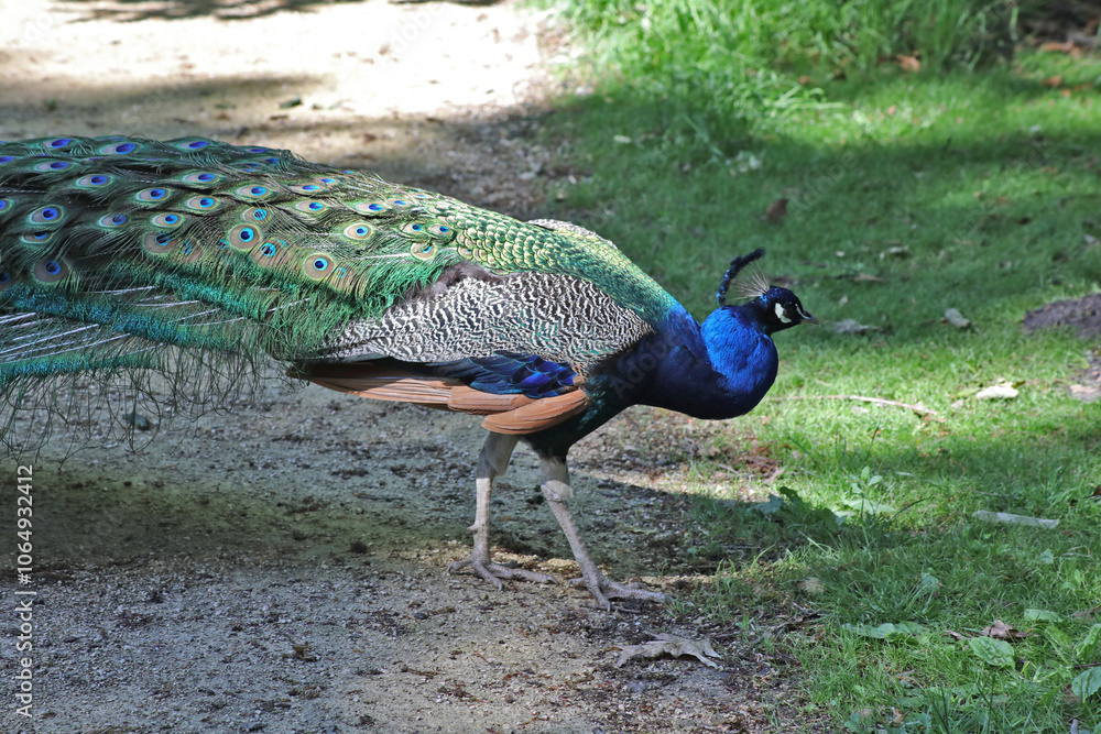 Fototapeta premium Le Paon, Pavo cristatus