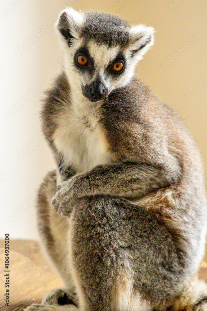 One Of The Most Adorable Animals Of The Animal Kingdom, The Lemur One Of The Most Adorable Animals Of The Animal Kingdom, The Lemur