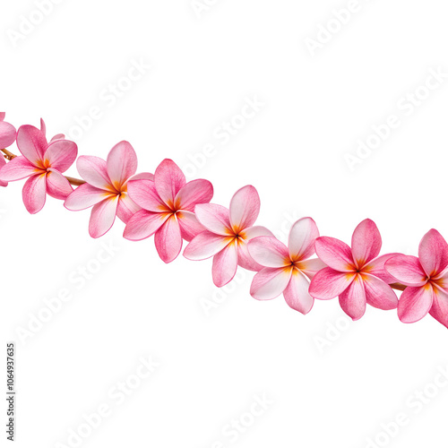 Pink Plumeria Flower Border On Transparent Background Cutout, PNG file, Cutout file