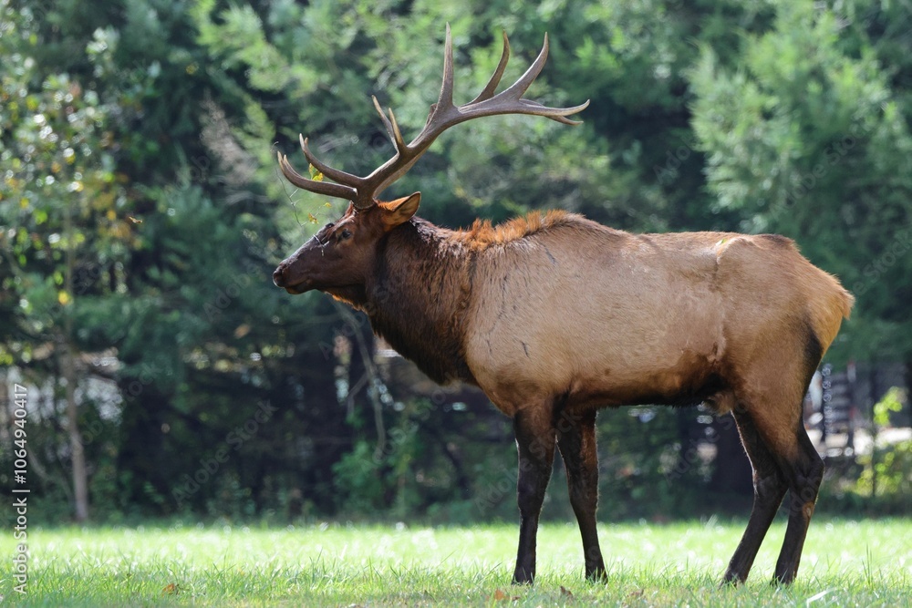 Majestic elk in a forest clearing Majestic elk in a forest clearing