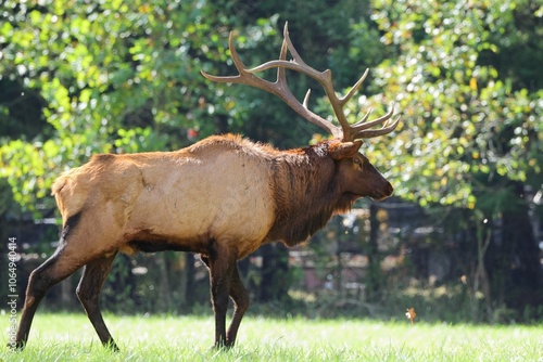 Majestic elk in a sunlit forest clearing.