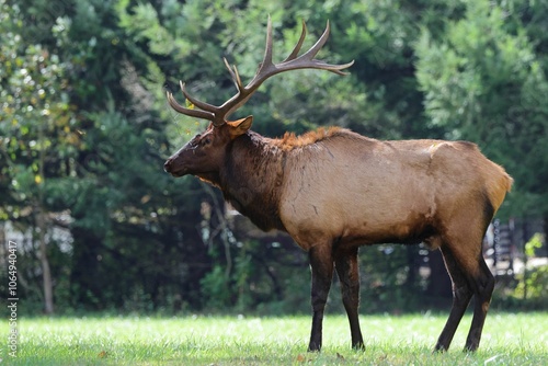 Wallpaper Mural Majestic elk in a forest clearing Torontodigital.ca