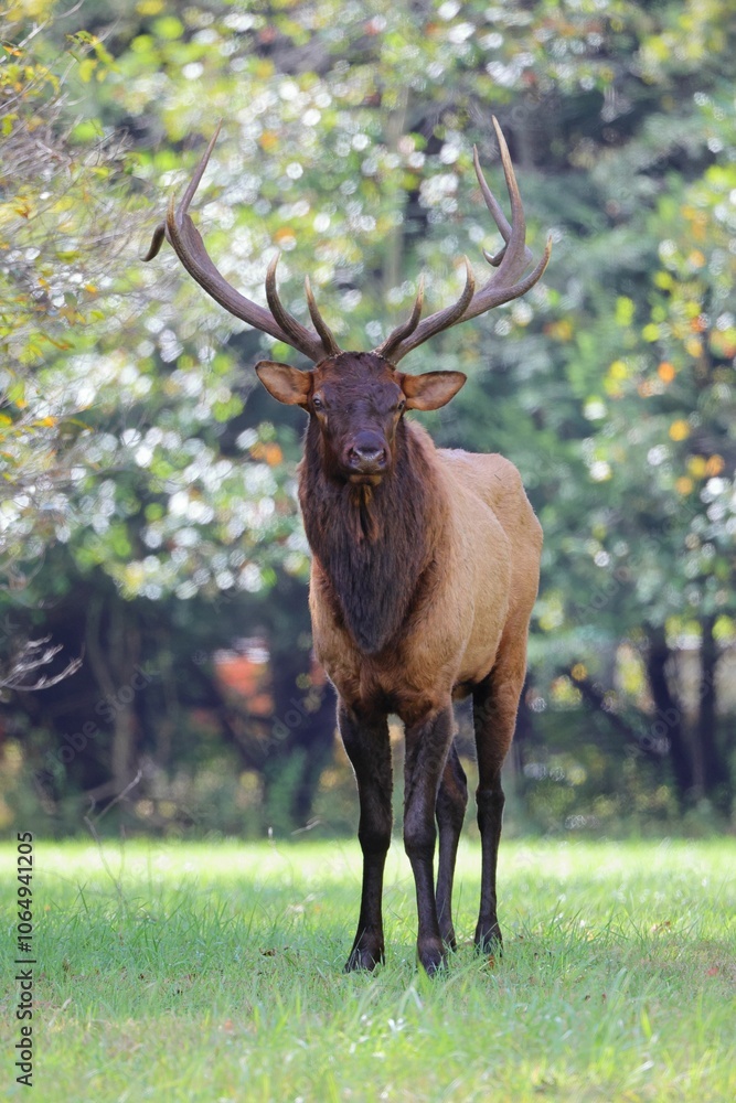 Majestic elk in sunlit forest clearing. Majestic elk in sunlit forest clearing.