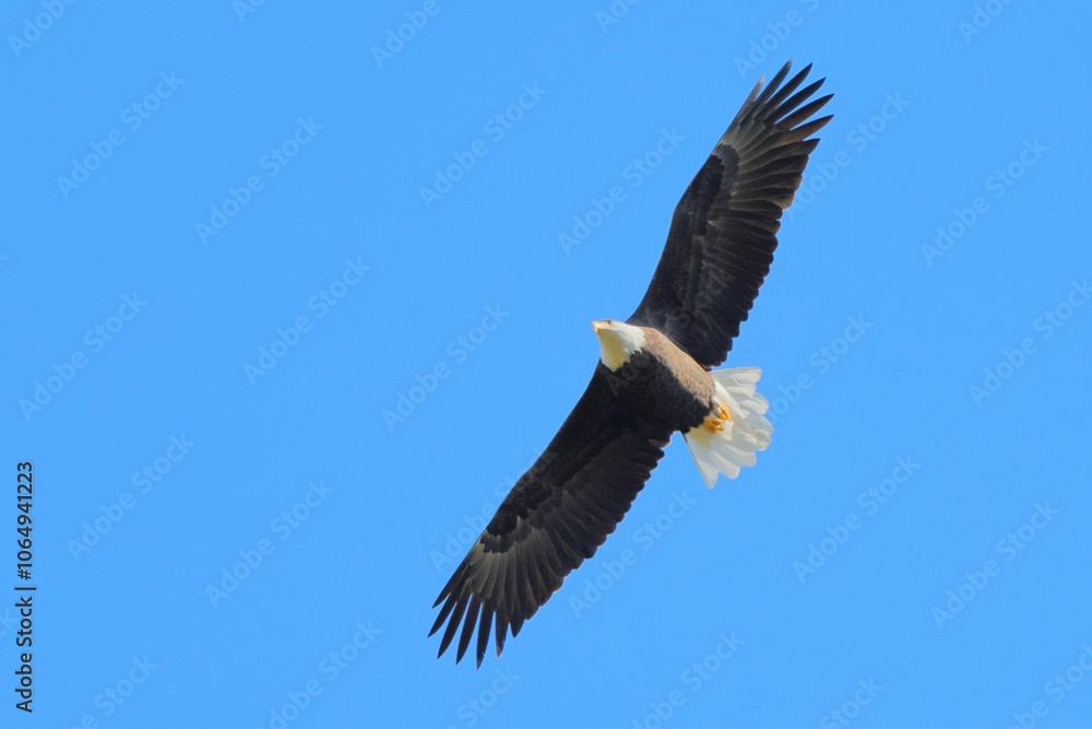 Fototapeta premium Majestic bald eagle soaring in clear blue sky.