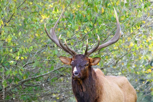 Majestic Elk in Lush Forest