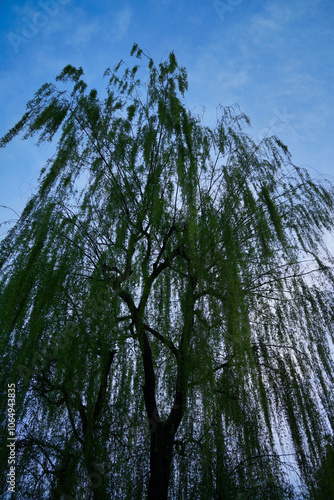 枝垂れ柳と青空